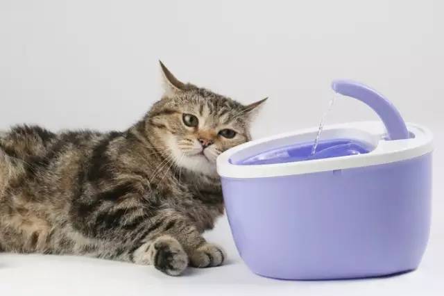 [���һ���Ź�]FOFOSè��綯��ˮ��(�ⰲװ������)