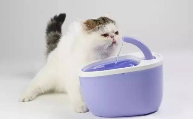 [���һ���Ź�]FOFOSè��綯��ˮ��(�ⰲװ������)