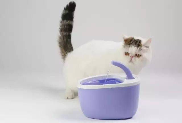 [���һ���Ź�]FOFOSè��綯��ˮ��(�ⰲװ������)