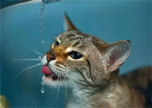 [���һ���Ź�]FOFOSè��綯��ˮ��(�ⰲװ������)