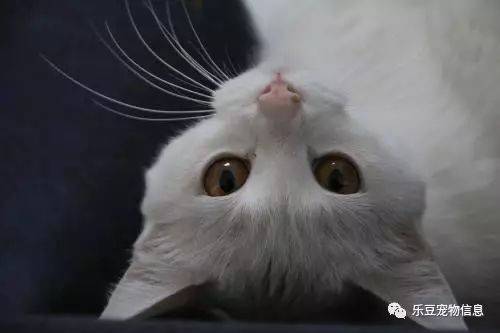 è��Ѫ�� Ҫ��ô��ź�