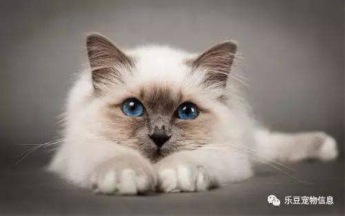 è��Ѫ�� Ҫ��ô��ź�