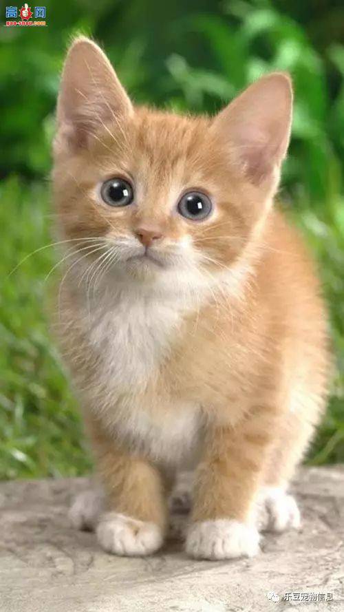 è��Ѫ�� Ҫ��ô��ź�