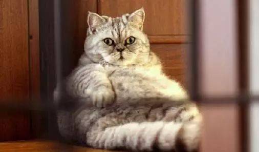 ʮèŸ,һѹ!èԷΪ?!