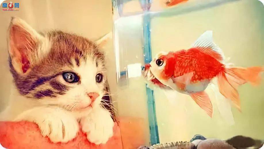 è����Ѫ��,����ʲô��?