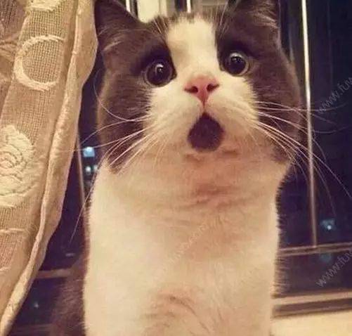 è����Ѫ��,����ʲô��?