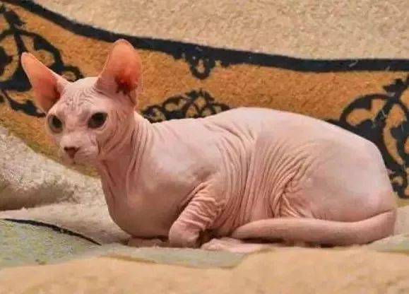 è����Ѫ��,����ʲô��?